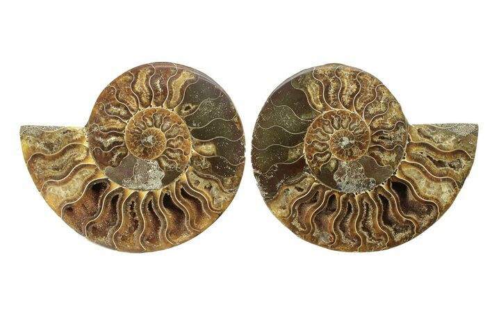 Cut & Polished, Agatized Ammonite Fossil - Madagascar #270272